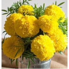 Deals, Discounts & Offers on Gardening Tools - Under ₹199 Upto 88% off discount sale