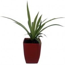Deals, Discounts & Offers on Plants & Seeds - Ferns n Petals Spider plant Plant(Yes Pack of 1 Bamboo)