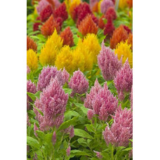Deals, Discounts & Offers on Outdoor Living  - Kraft Seeds Celosia plumose Ice Cream Series Mix Seeds (Multicolour, 20 Pieces)