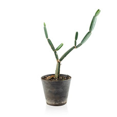 Deals, Discounts & Offers on Outdoor Living  - UGALOO Cissus Quadrangularis, Hadjod  Plant