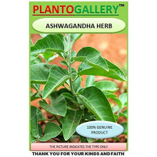 Deals, Discounts & Offers on  - Plantogallery Ashwagandha Organic Herb Seeds Pack of 50 to 100 Seeds each,