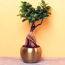 Deals, Discounts & Offers on Outdoor Living  - Ficus Bonsai Plant | Indoor Plant | Dcorative Plant For Home | Air Purifying Plant | By Plantogallery
