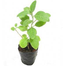 Deals, Discounts & Offers on Gardening Tools - BLUE UNIVERSE Click to open expanded view Bel Tree|Bilva Patra|Bel Patra (Aegle Marmelos) Live Plant Pot