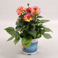 Deals, Discounts & Offers on Outdoor Living  - Creative Farmer Flower Seeds : DahliaFlower Plant Seeds Of Flower Seeds - Garden Flower Seeds Pack