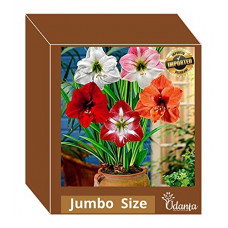 Deals, Discounts & Offers on Outdoor Living  - Live Green Amaryllis Jumbo Imported Big Size Excellent Quality pack of 2 By Udanta Seeds