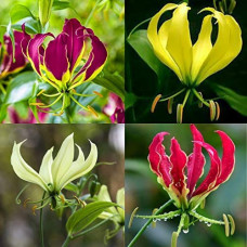 Deals, Discounts & Offers on Outdoor Living  - Glorisa 100% Germination | Flower Bulbs | Pack of Healthy Flower Bulbs | By UDANTA SEEDS (Pack of 50 Flower Bulbs)