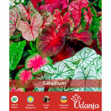 Deals, Discounts & Offers on Outdoor Living  - Caladium Beautiful Multi-coloured Fancy Leaves pack of 10 by Udanta Seeds