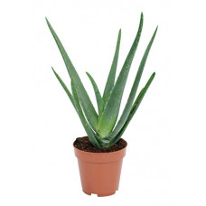 Deals, Discounts & Offers on Gardening Tools - Home Little Plants Aloe Vera Natural Plant with Pot