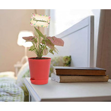 Deals, Discounts & Offers on Outdoor Living  - Vibrant Green Pink Syngonium Plant In Red Plastic Pot With Congratulation's Tag