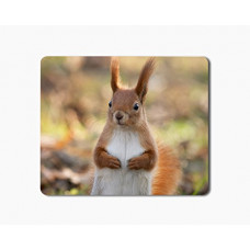 Deals, Discounts & Offers on  - iKraft Mouse Pad 18x22cm Non-Slip Rubber Squirrel Animal Printed Gaming Mouse Pad Mate