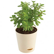 Deals, Discounts & Offers on Outdoor Living  - Ugaoo Good Luck Jade Plant with Self Watering Pot