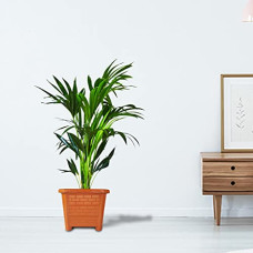 Deals and Offers on Gardening Tools - TrustBasket EarthBox-10 Square Plastic Planter Brown (Set of 3) | Heavy Duty Highly Durable Plant Container/Gamla Deals, Discounts & Offers on Gardening Tools - TrustBasket EarthBox-10 Square Plastic Planter Brown (Set of 3) | Heavy Duty Highly Durable Plant Container/Gamla