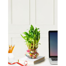 Deals and Offers on Outdoor Living - Nurturing Green 2-Layer Lucky Bamboo in Glass Pot | Team Gifts For Employees | Gifts For Team Members | Team Work Gifts | Best Mentor Gifts | Plants For Gifting | Bulk Gifting Deals, Discounts & Offers on Outdoor Living - Nurturing Green 2-Layer Lucky Bamboo in Glass Pot | Team Gifts For Employees | Gifts For Team Members | Team Work Gifts | Best Mentor Gifts | Plants For Gifting | Bulk Gifting