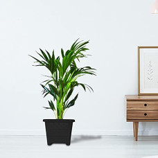 Deals, Discounts & Offers on Gardening Tools - TrustBasket EarthBox-6 Square Plastic Planter Black (Set of 3) Heavy Duty Highly Durable Plant containerGamla