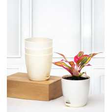 Deals, Discounts & Offers on Gardening Tools - Nurturing Green Combo of 4 Ivory Self Watering Small Plastic Pots for Plants | Plastic Flower Pots | Indoor Pots
