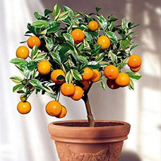 Deals, Discounts & Offers on Outdoor Living  - Creative Farmer Plant Fruit Plant- Home Bonsai Sweet Orange Plant- All Season Delicious 1 Live Plant_|PLANT-2-ORANGE5138ll@