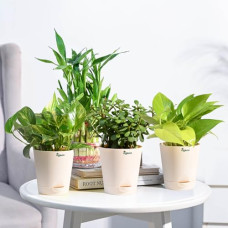 Deals, Discounts & Offers on Outdoor Living  - UGAOO Vastu Plants Combo of 4 Live Plants