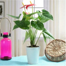 Deals, Discounts & Offers on Home Decor & Festive Needs - Flat Rs. 50 off on Plants category