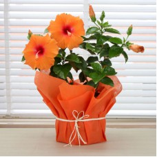 Deals, Discounts & Offers on Home Decor & Festive Needs - Flat Rs.50/- off on Plants Category