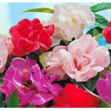Deals, Discounts & Offers on Home Decor & Festive Needs - E-Plant Roses mix Seed