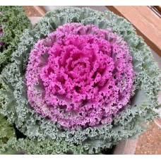Deals, Discounts & Offers on Home Decor & Festive Needs - Flower Seed KALE -Ornamental Cabbage