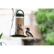 Deals, Discounts & Offers on Pets food - Up to 25% off on Bird feed