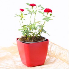 Deals, Discounts & Offers on Home Decor & Festive Needs - Flat Rs. 50 off on Plants category