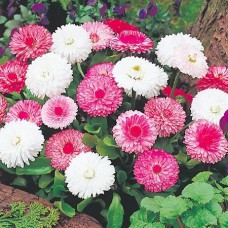 Deals, Discounts & Offers on  - Upto 10% offer on seeds pack by Go Green